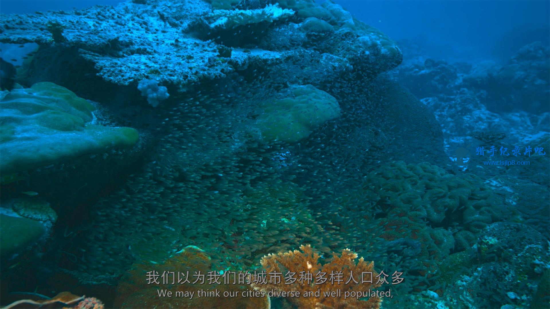 The.Last.Reef.2012.2160p.UHD.BluRay.x265-WhiteRhino.mkv_20200707_140619.144(1)_ͼ.jpg