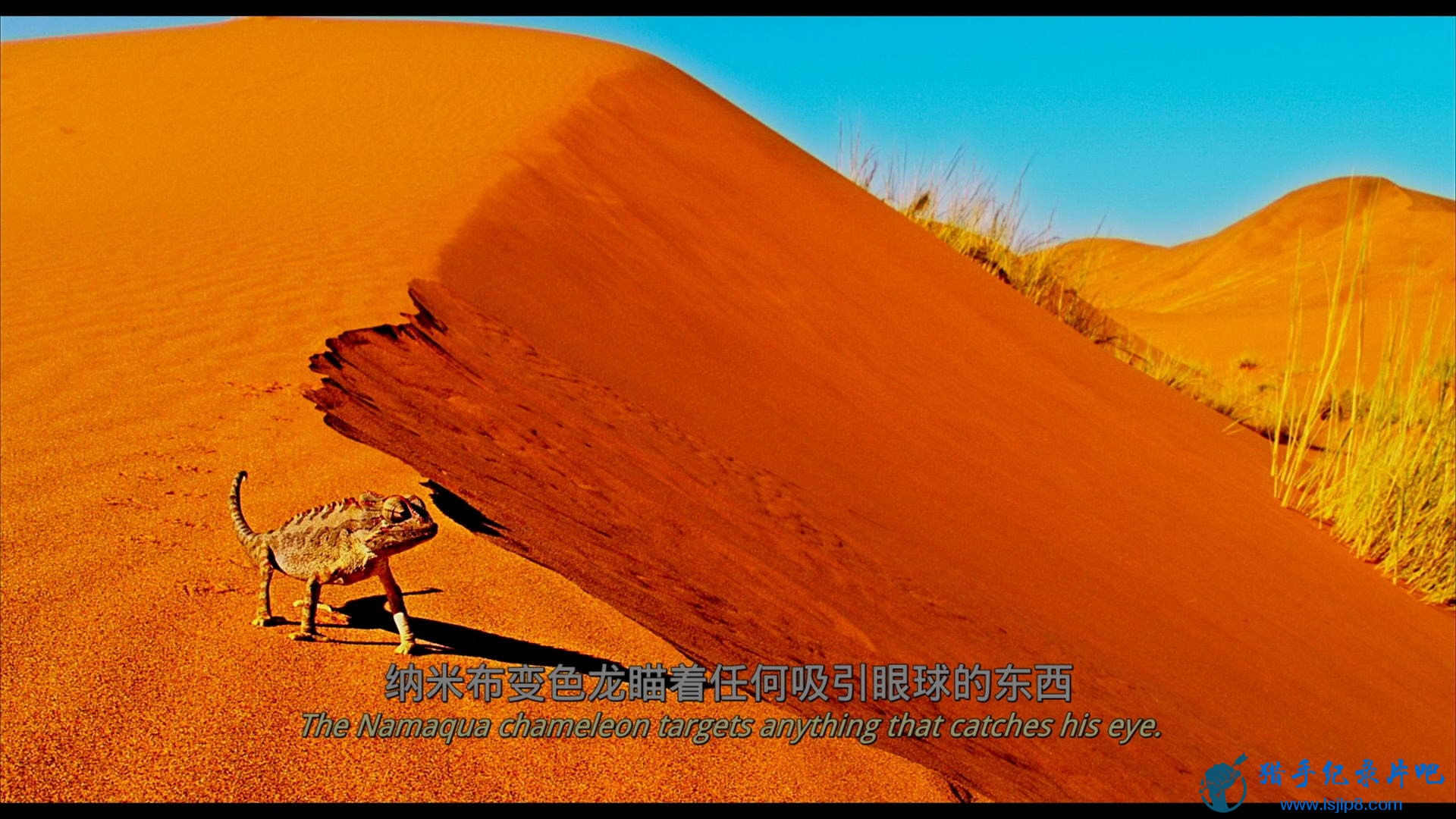 Wild Africa Blu-ray 1080p AVC DTS HD MA 5.1-TTG.m2ts.jpg